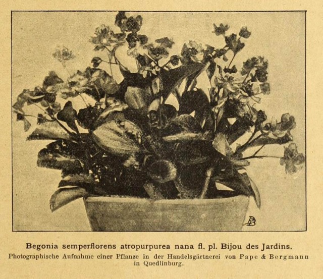 B. ‘Atropurpurea Bijou des Jardins’